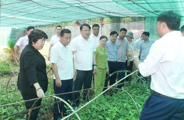 Đoàn công tác của Ủy ban Văn hóa - Xã hội của Quốc hội và lãnh đạo tỉnh khảo sát mô hình ươm cây giống dược liệu tại xã Yên Hòa, huyện Tương Dương. Ảnh: Mai Hoa