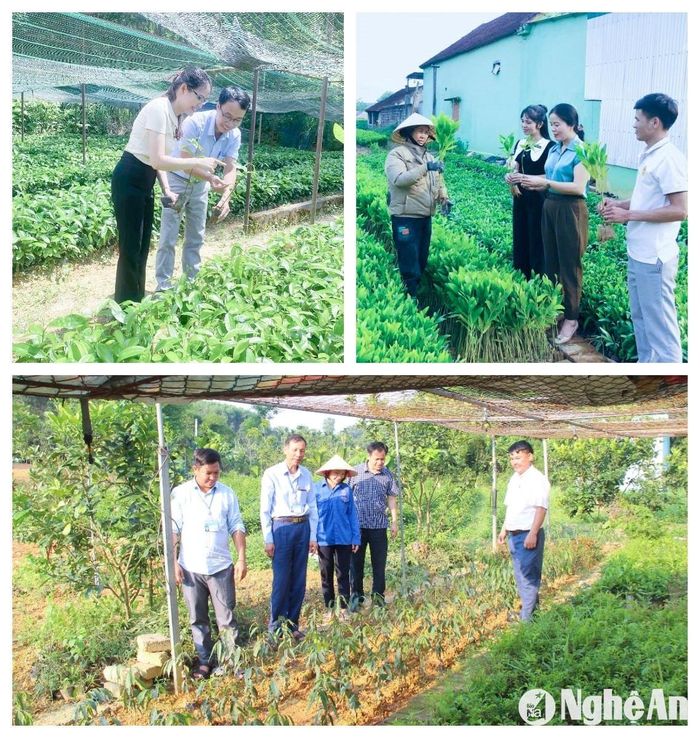 Cán bộ Ban Quản lý Khu lâm nghiệp ứng dụng công nghệ cao vùng Bắc Trung Bộ kiểm tra giống ươm tại huyện Quế Phong; Vườn ươm keo của người dân tại xã Tân Hương (Tân Kỳ); Vườn ươm cây trồng bản địa tại xã Thanh Nho, huyện Thanh Chương. Ảnh: Mai Hoa