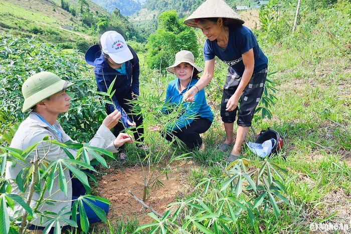 Cán bộ huyện Tương Dương kiểm tra phát triển của cây mét. Ảnh: CSCC