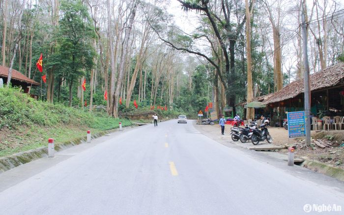 Rừng săng lẻ Tương Dương. Ảnh: Mai Hoa