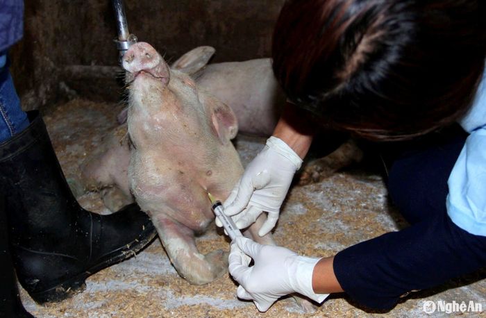 Giá thành vắc-xin cao là một trong những rào cản với người chăn nuôi. Ảnh: Q.A