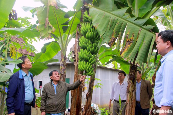 Mô hình trồng chuối xuất khẩu tại Giai Xuân. Ảnh: Quang An