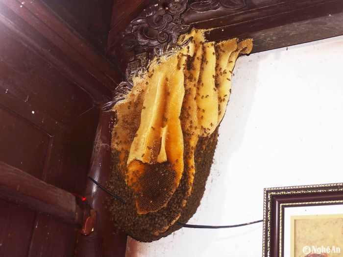 Điều đặc biệt là trong nhà thờ họ Nguyễn Tư có một tổ ong mật "khủng" khiến nhiều người đến tham quan không khỏi ngạc nhiên. Tổ ong treo dưới hạ nhà gắn với cột nhà sát tường đốc phải (trong nhìn ra) dài gần 1m với nhiều tầng mật vàng óng. Theo con cháu họ Nguyễn Tư, đàn ong mật này đã làm tổ trong nhà thờ đã 4 năm nay. Thời gian qua, mặc dù mỗi năm tại nhà thờ diễn ra nhiều kỳ lễ, tế, giỗ... khói hương nghi ngút, nhưng đàn ong vẫn ở nguyên chỗ cũ và tổ ong ngày càng to hơn. Ảnh: Huy Thư