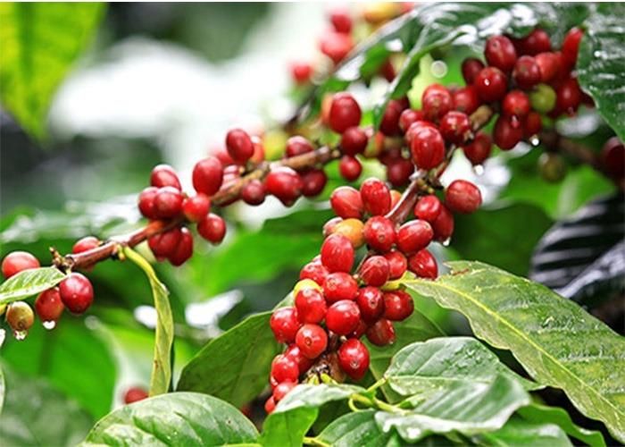 Giá cà phê giảm ‘sốc’ chưa từng thấy. Ảnh minh họa: KT.