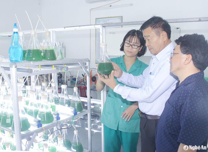 Dự án nuôi trồng và sản xuất chế biến các sản phẩm từ tảo xoắn được thu hút đầu tư tại xã Quỳnh Lương (huyện Quỳnh Lưu). Ảnh: Mai Hoa
