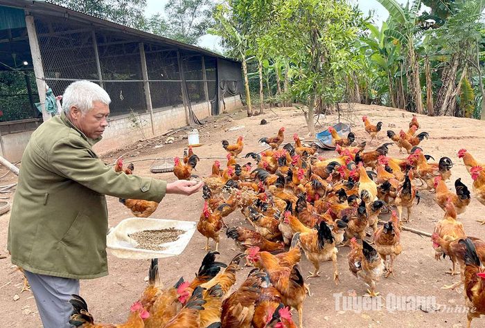 Ông Lê Đại Dương chăn nuôi gà với nguồn thức ăn từ sâu canxi.