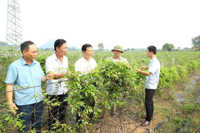 Lãnh đạo huyện Nghĩa Đàn thăm mô hình sâm Nam ở xã Nghĩa Hiếu. Ảnh: Nguyên Nguyên