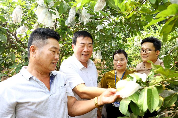 Lãnh đạo xã Nghĩa Sơn- Nghĩa Đàn thăm mô hình trồng ổi trên địa bàn. Ảnh Nguyên Nguyên