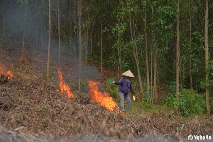 Một người dân trồng rừng ở xã Tiến Thành, huyện Yên Thành cho biết: Chúng tôi đều có thói quen đốt thực bì vì như vậy sẽ nhanh hơn, đỡ chi phí thuê nhân công thu dọn. Ảnh: Hải An