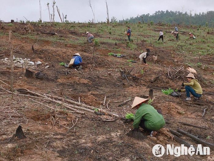 Theo các nhà chuyên môn, quy định mới của Liên minh châu Âu (EU), những sản phẩm như gỗ rừng trồng nếu xuất xứ từ vùng đất có rừng bị tàn phá, suy thoái sẽ không được xuất khẩu vào thị trường này. Nếu những người trồng rừng muốn xuất khẩu gỗ và sản phẩm gỗ sang các thị trường Nhật, Hàn Quốc, Mỹ và EU thì cần thay đổi cách thức quản lý vật liệu hữu cơ sau khai thác theo hướng thân thiện với môi trường. Ảnh: Hải An