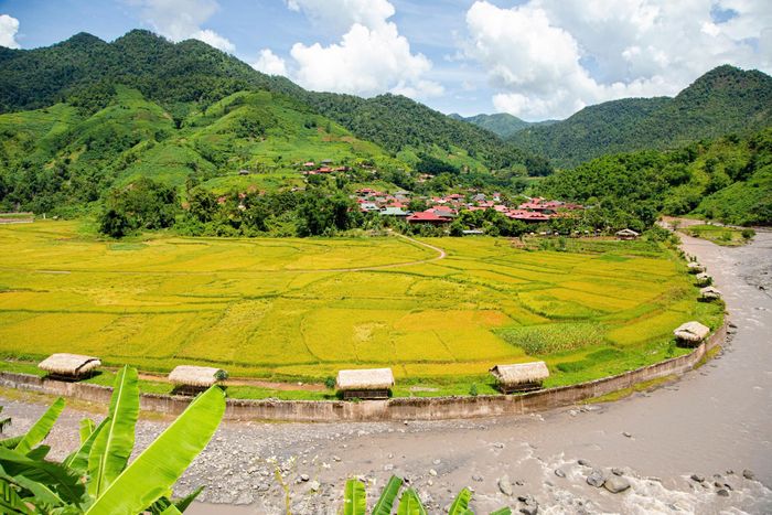 Tới đây, mùa lúa chín ở Nà Sự hứa hẹn sẽ còn đẹp hơn.