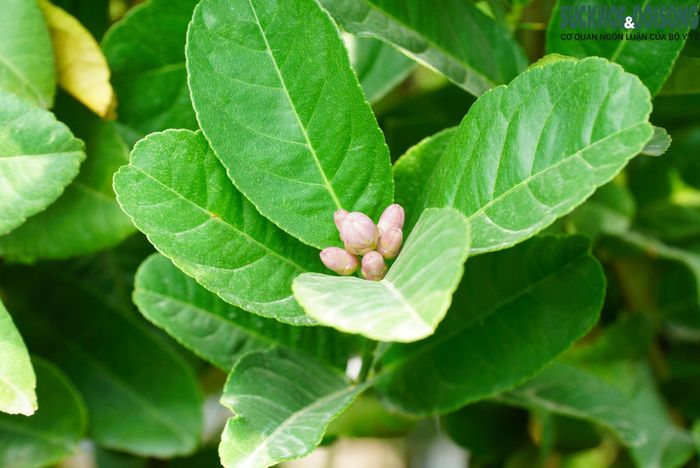 Hoa của phật thủ thường mọc ở đầu cành thường khi nở sẽ có màu trắng.