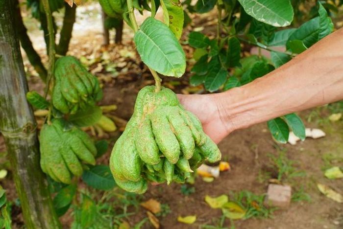 Quả phật thủ bị lỗi, hỏng sẽ phải bán giá thấp hơn ra thị trường.