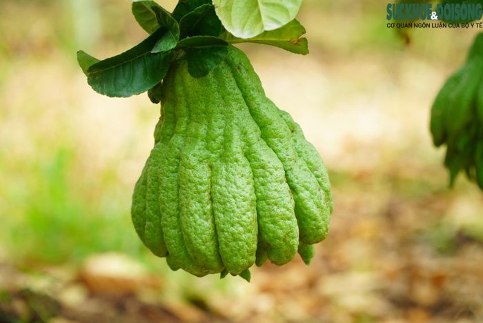 Không chỉ là sản phẩm nông nghiệp, cây phật thủ còn mang ý nghĩa biểu tượng, đại diện cho sự may mắn, hạnh phúc và tình yêu thương, nên rất được trân trọng trong đời sống văn hóa người Việt.