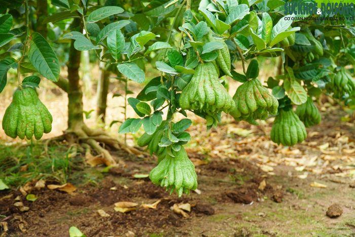 Không chỉ bán cho người dân địa phương hay thành phố Hà Nội, phật thủ tại Quốc Oai còn được cung ứng đến các tỉnh thành như: Hải Phòng, Thanh Hóa, Hà Tĩnh, Đà Lạt…