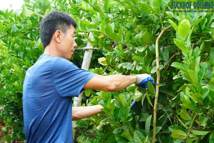 Ông Nguyễn Bá Quyết, chủ vườn phật thủ Quyết Nga, chia sẻ: "Do ảnh hưởng của bão, năm nay nhiều cây bị hư hỏng, quả ra không đạt chất lượng, gây thiệt hại đáng kể cho gia đình."