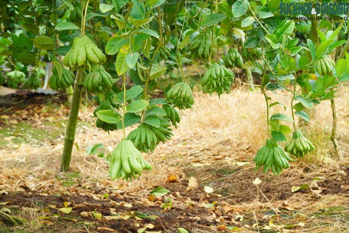 Người nông dân sẽ tỉa cành, vít cành và áp dụng kỹ thuật chăm sóc đặc biệt để cây phật thủ ra hoa, kết trái đúng thời điểm phục vụ thị trường.
