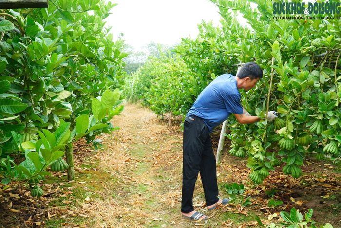 Những ngày này, người dân làng trống phật thủ tất bật chăm sóc cây chuẩn bị cho vụ Tết.