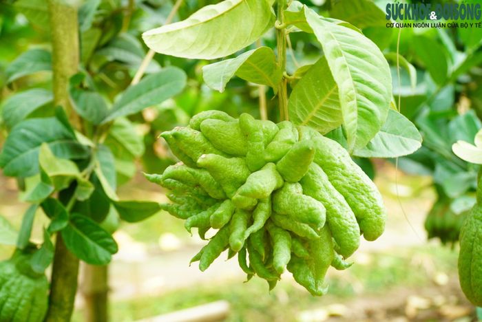Những quả phật thủ với hình dáng lạ, nở to đẹp thường có giá cao đến cả triệu đồng/quả.
