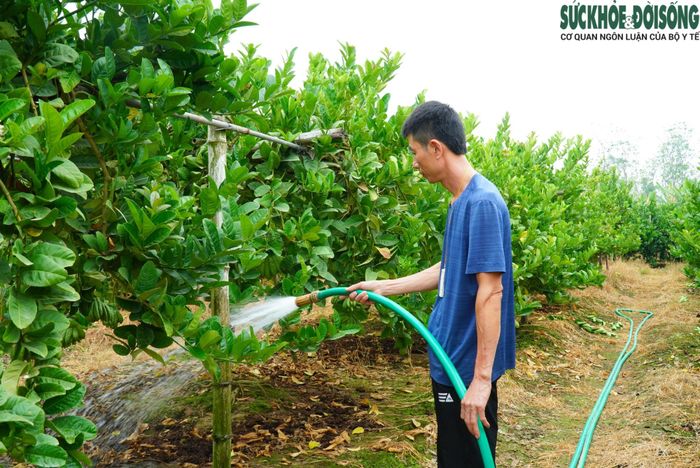 Để cây phật thủ có thể thu hoạch được người nông dân phải chăm sóc cây rất tỉ mỉ trong nhiều tháng.