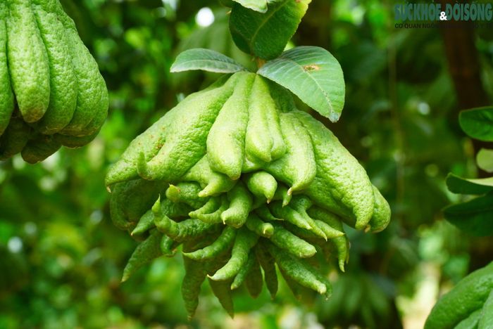 Những quả phật thủ nhỏ thường được người dân tỉa bán vào các tuần rằm và mùng 1, còn những quả to, đẹp được giữ lại cho vụ chính Tết Nguyên đán.