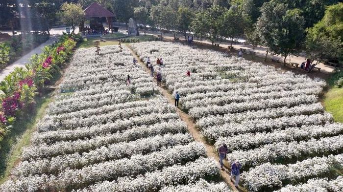 Những vườn hoa bát ngát phủ trắng cúc họa mi có sức cuốn hút đặc biệt, đến đây du khách có thể thỏa sức sáng tạo với những khung cảnh đẹp.