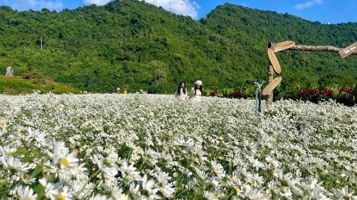 Loài hoa này nở rộ từ tháng 11 đến tháng 12, khi không khí se lạnh của mùa đông tràn về, tạo nên một không gian trong lành. 