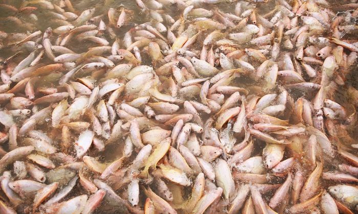 Sau bão số 3, nước sông sạch hơn cùng với thời tiết thuận lợi giúp cá lồng tại Hải Dương sinh trưởng, phát triển khỏe mạnh - Ảnh: Ngọc Linh