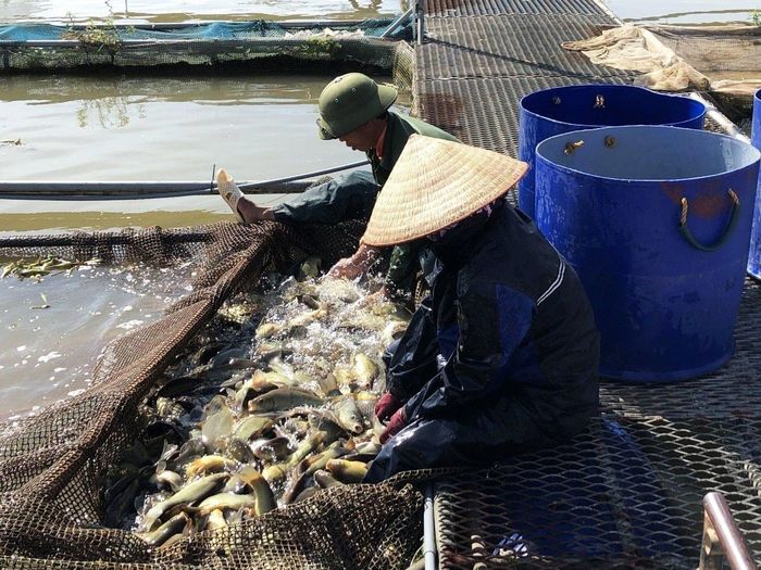 Người dân phấn khởi khi cá lồng được giá và thời tiết thuận lợi - Ảnh: Ngọc Linh