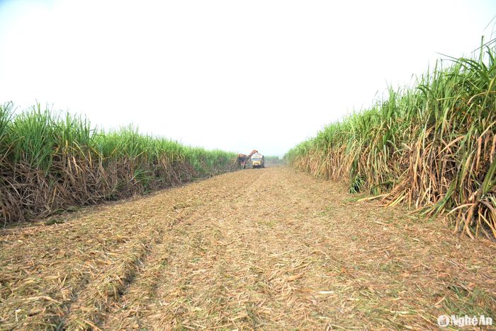 Thu hoạch mía bằng máy rất nhanh, đều đặn, cắt sát gốc, phía ngọn được xay nhuyễn, phủ lại mặt ruộng. Thân mía cũng được cắt ra có độ dài khoảng 20cm. Mía cắt tới đâu vận chuyển thẳng tới nhà máy tới đó, tiết kiệm được thời gian và quan trọng là bảo đảm trọng lượng, chữ đường không bị suy hao. Ảnh: Xuân Hoàng