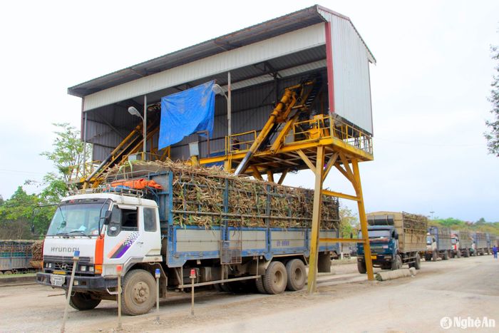 Ông Nguyễn Bá Quý - Phó Giám đốc Công ty cổ phần Mía đường Sông Con cho biết: Năm nay, Công ty thu mua mía nguyên liệu tại ruộng cho bà con với giá 1.120.000 đồng/tấn đối với mía 10 CCS trở lên; 1.080.000 đồng/tấn đối với mía từ 9 - dưới 10 CCS; 1.045.000 đồng/tấn đối với mía độ đường dưới 9 CCS. So với năm trước thì năm nay giảm hơn không đáng kể, do giá đường trên thị trường giảm. Tuy nhiên, trong 10 ngày đầu vụ (từ ngày 26/11 - 6/12, Công ty mua tăng thêm 30.000 đồng/tấn. Trong ảnh: Mía được đo độ đường tại nhà máy trước khi đưa vào sản xuất. Ảnh: Xuân Hoàng