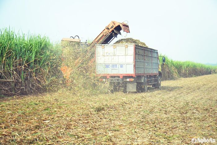 Máy thu hoạch mía có công suất tối đa 100 tấn mía/ngày. Khi hoạt động, một chiếc xe chở mía chạy song song với máy cắt mía hứng lấy từng khúc mía đã được cắt chia ra từng phần đều đặn, phía sau máy cắt mía xả ra một lớp đọt mía và phụ phẩm đã được băm nhuyễn. Ảnh: Xuân Hoàng