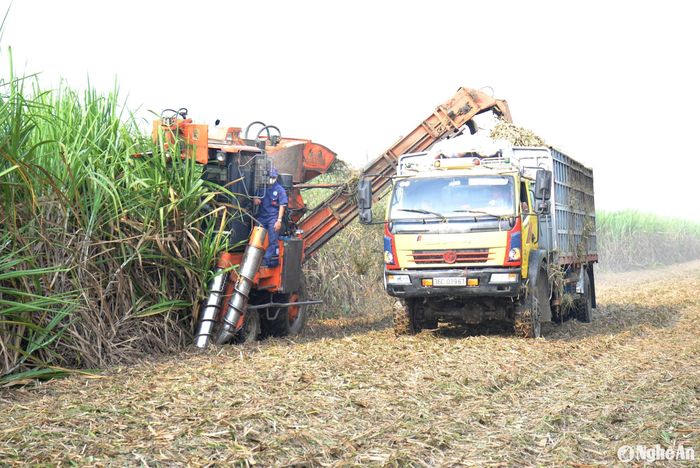 Khi chiếc xe chở mía đã đầy, chạy thẳng về nhà máy, một chiếc xe khác lập tức vào thay thế. Cứ như vậy, trong vòng 1 ngày, một chiếc máy thu hoạch hoạt động hết công suất. Ảnh: Xuân Hoàng