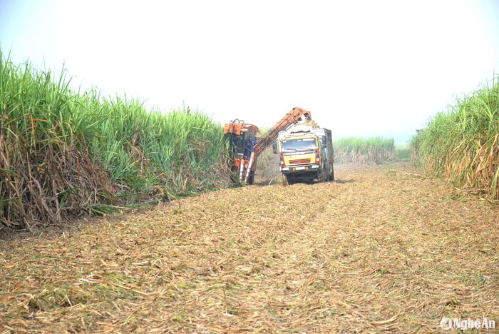 Người trồng mía cho biết, để thu hoạch xong 1ha mía, tương đương khoảng 70 - 80 tấn mía, cần hàng chục người chặt mía trong 1 ngày. Tất nhiên là không dễ để có thể thuê hàng chục người cùng lúc, vì thế 1ha mía thường mất 2-3 ngày mới thu hoạch xong. Việc mất nhiều thời gian thu hoạch sẽ ảnh hưởng đến chất lượng cây mía như: giảm trọng lượng, chữ đường. Trong khi đó, 1ha mía thu hoạch bằng máy chưa đến 1 ngày là mía đã vận chuyển đến nhà máy. Ảnh: Xuân Hoàng