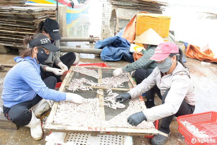 Cuối năm, Trung Quốc tăng mua mặt hàng cá trỏng khô, do đó, cơ sở chế biến của anh Trần Văn Chủng (xã Quỳnh Lập, thị xã Hoàng Mai) tập trung thu mua cá trỏng tươi, hấp, phơi, đóng gói để xuất khẩu. Ảnh: Thanh Phúc