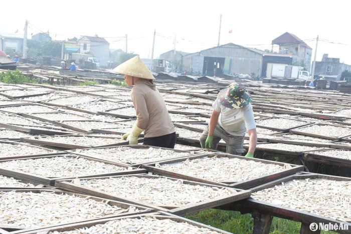 Mỗi ngày, 25 lao động làm việc hết công suất để chế biến 15 tấn cá trỏng tươi thành cá trỏng khô thành phẩm xuất khẩu. Ảnh: Thanh Phúc