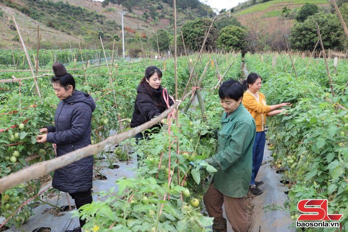 Nhân dân bản Búc, xã Chiềng Sung, huyện Mai Sơn, chăm sóc cây cà chua.