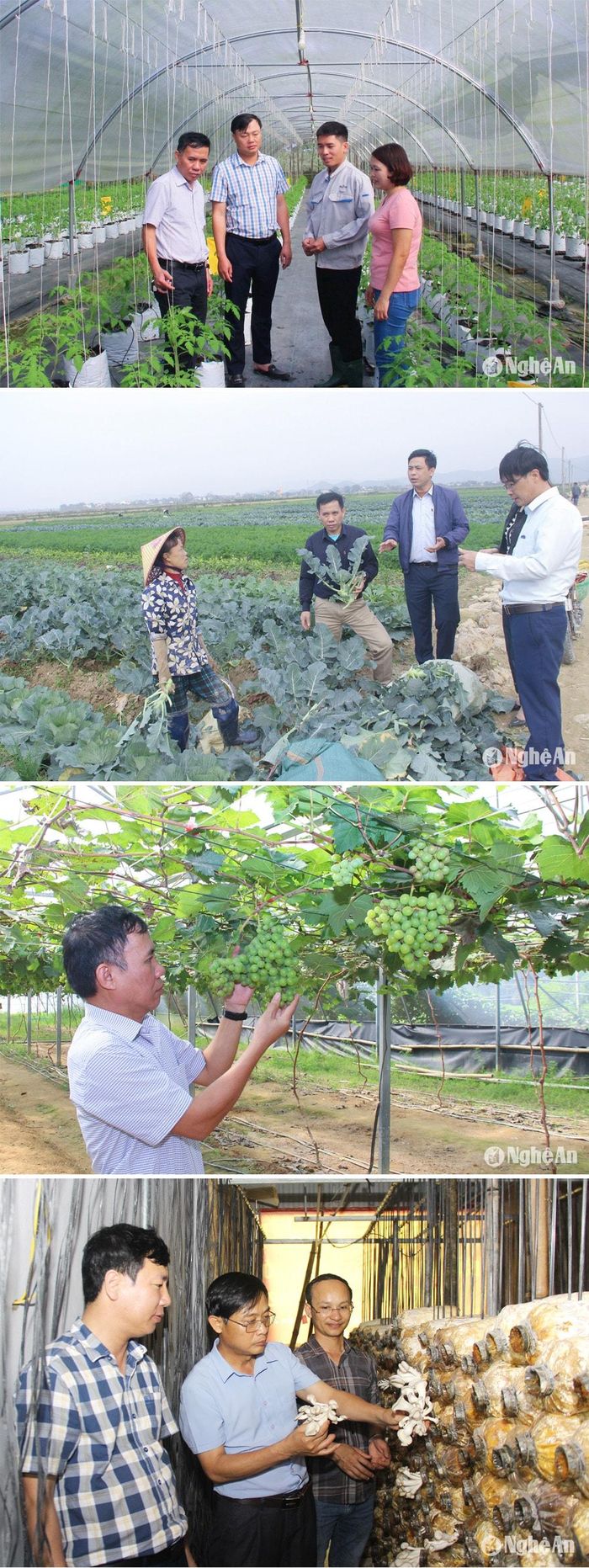 Một số mô hình sản xuất nông nghiệp sạch và công nghệ cao ở huyện Hưng Nguyên. Ảnh: Mai Hoa