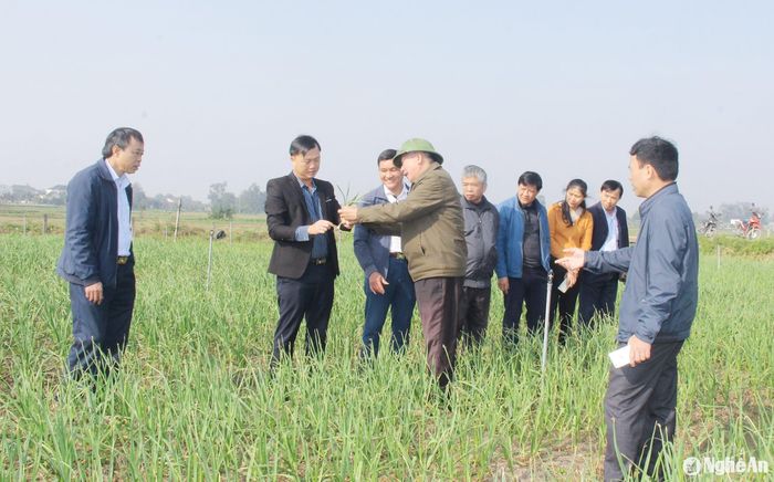 Lãnh đạo huyện kiểm tra mô hình trồng tỏi đen tại xã Hưng Tân. Ảnh: Mai Hoa