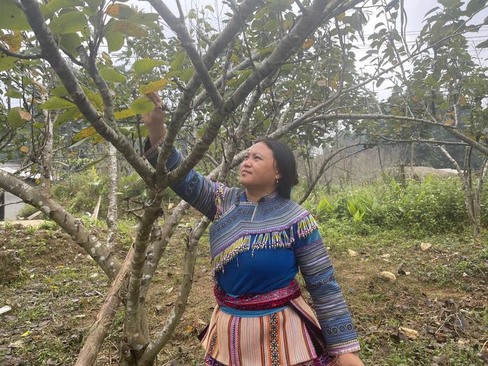  Chị Sùng Thị Sa chăm sóc vườn cây ăn quả của gia đình. 