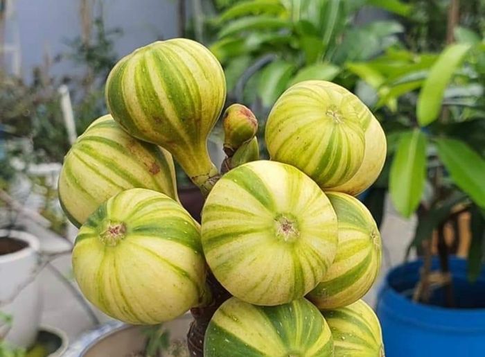 Giống sung Mỹ ông Mân sưu tầm, ăn có vị ngọt khác với giống sung ở Việt Nam.