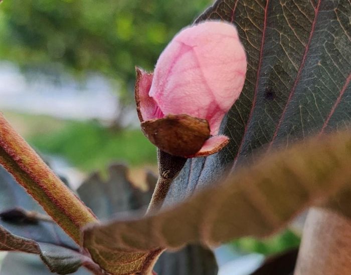 Ban đầu, ông Mân trồng thử giống hồng sô cô la vì đây là loại quả có giá trị kinh tế cao, hiếm có. Khi chín, hồng có màu vàng nhạt hoặc xanh trơn, ruột màu đen hoặc nâu, có vị thơm, ngọt nhẹ giống như socola.