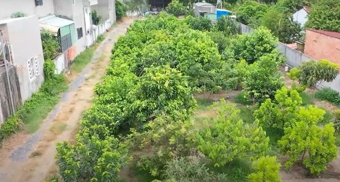 Ngoài ra, ông còn dự định biến khu vườn của mình không chỉ là nơi trải nghiệm cây ăn quả độc lạ mà còn cung cấp cây giống ra thị trường.
