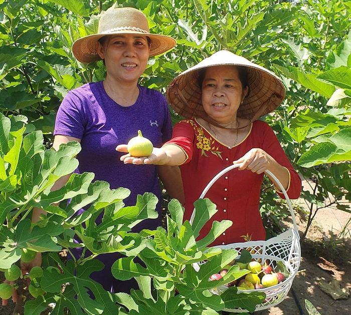 Khi đã có kinh nghiệm trồng và chăm sóc cây hồng, ông bắt đầu tìm kiếm các loại cây ăn quả khác có nguồn gốc từ nước ngoài.