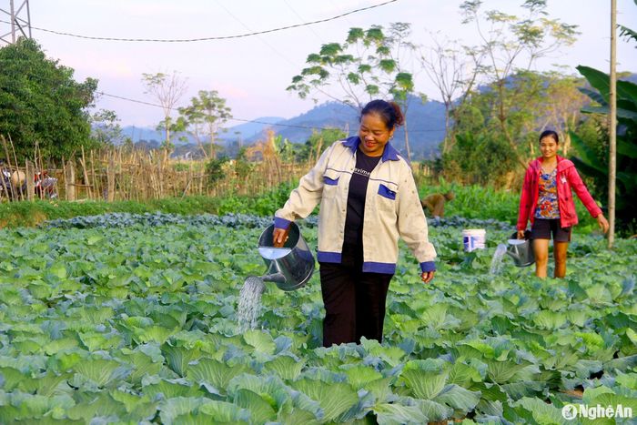 Nông dân xã Mường Nọc chăm sóc rau vụ Đông. Ảnh: Xuân Hoàng