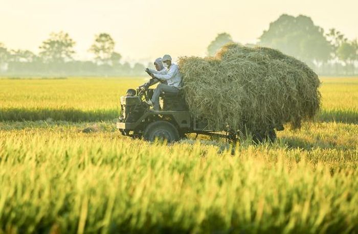 Ruộng lúa mùa thu hoạch.
