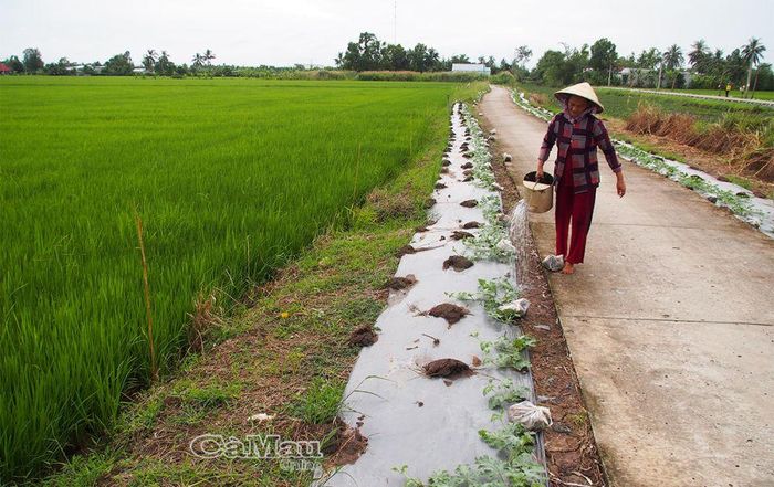 Hằng năm, ngoài trồng lúa, bà Nguyễn Thị Tuyết, ấp Chánh, xã Lý Văn Lâm, còn tận dụng diện tích đất ven bờ lộ trồng 3.000 dây dưa hấu nghịch mùa, bán trước tết. Riêng vụ dưa hấu tết năm 2023 mang lại cho bà khoảng 30 triệu đồng.