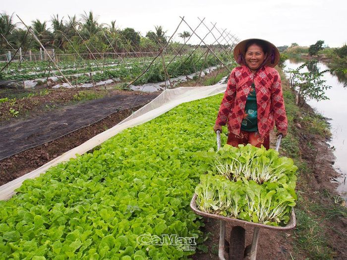 Với 4,5 công đất trồng khổ qua, bí đao, rau cải… 3 vụ/năm, chị Lê Thị Thu Hận, ấp Thạnh Điền, xã Lý Văn Lâm, lãi trên 200 triệu đồng/năm sau khi trừ chi phí.