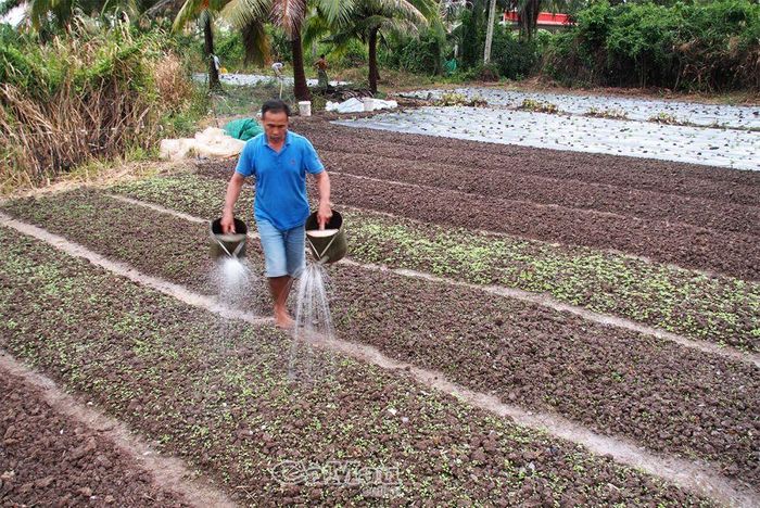 Anh Nguyễn Văn Hùng, ấp Thạnh Điền, xã Lý Văn Lâm, tận dụng 500 m2 đất vườn trồng các loại cải và trồng 3.500 dây dưa hấu tết dưới ruộng, ước tính thu trên 50 triệu đồng vào dịp tết.