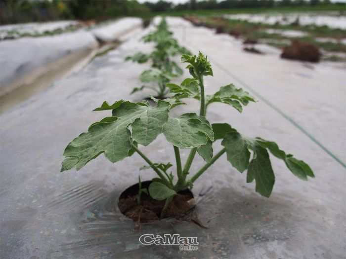 Dưa hấu đang phát triển tốt, chuẩn bị ngã ngọn, bò.